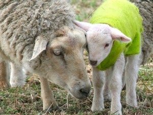 lambs5 lambs5