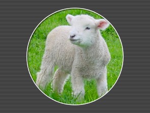 lamb lamb