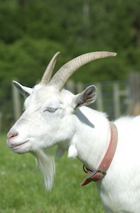 goat