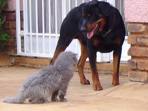 dog and cat